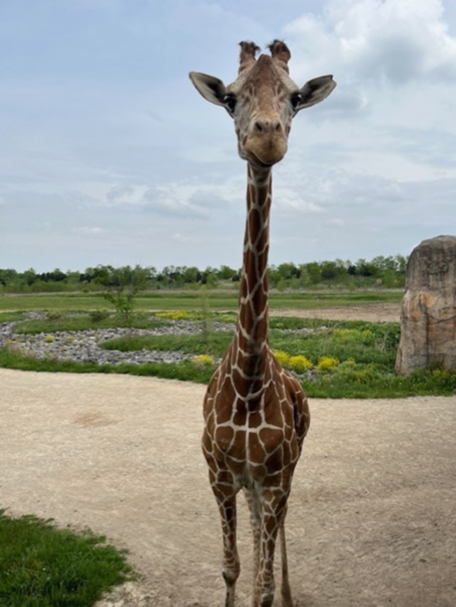 Kipawa, looking handsome