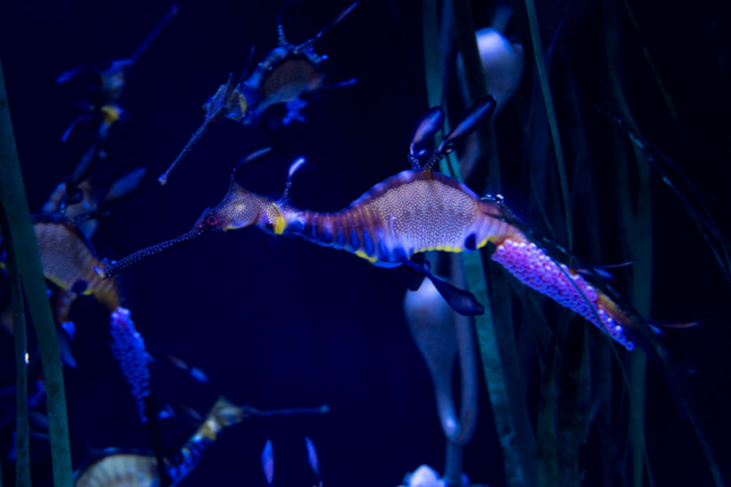 Adult sea dragon