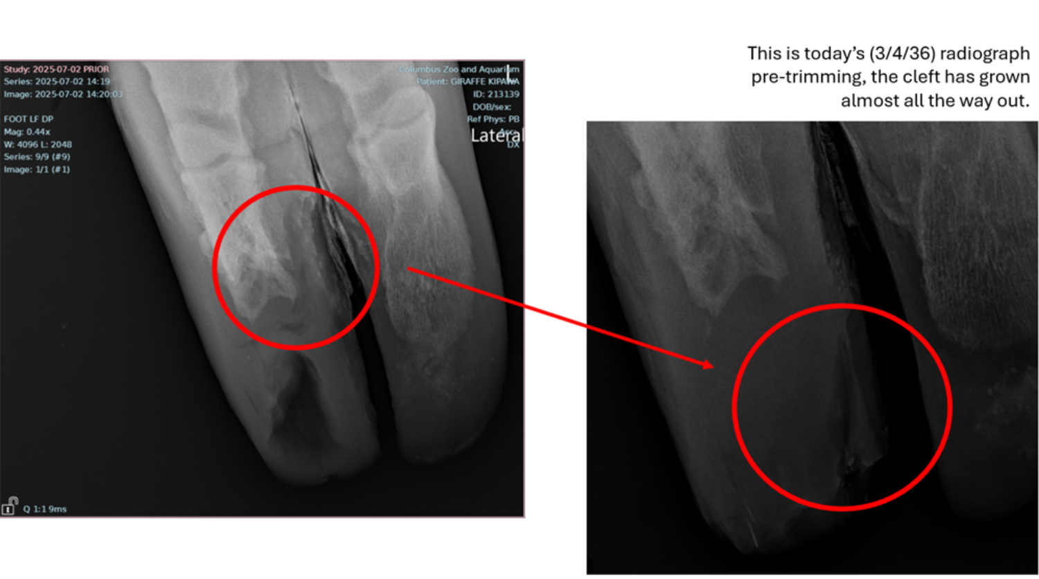 X-ray of hoof