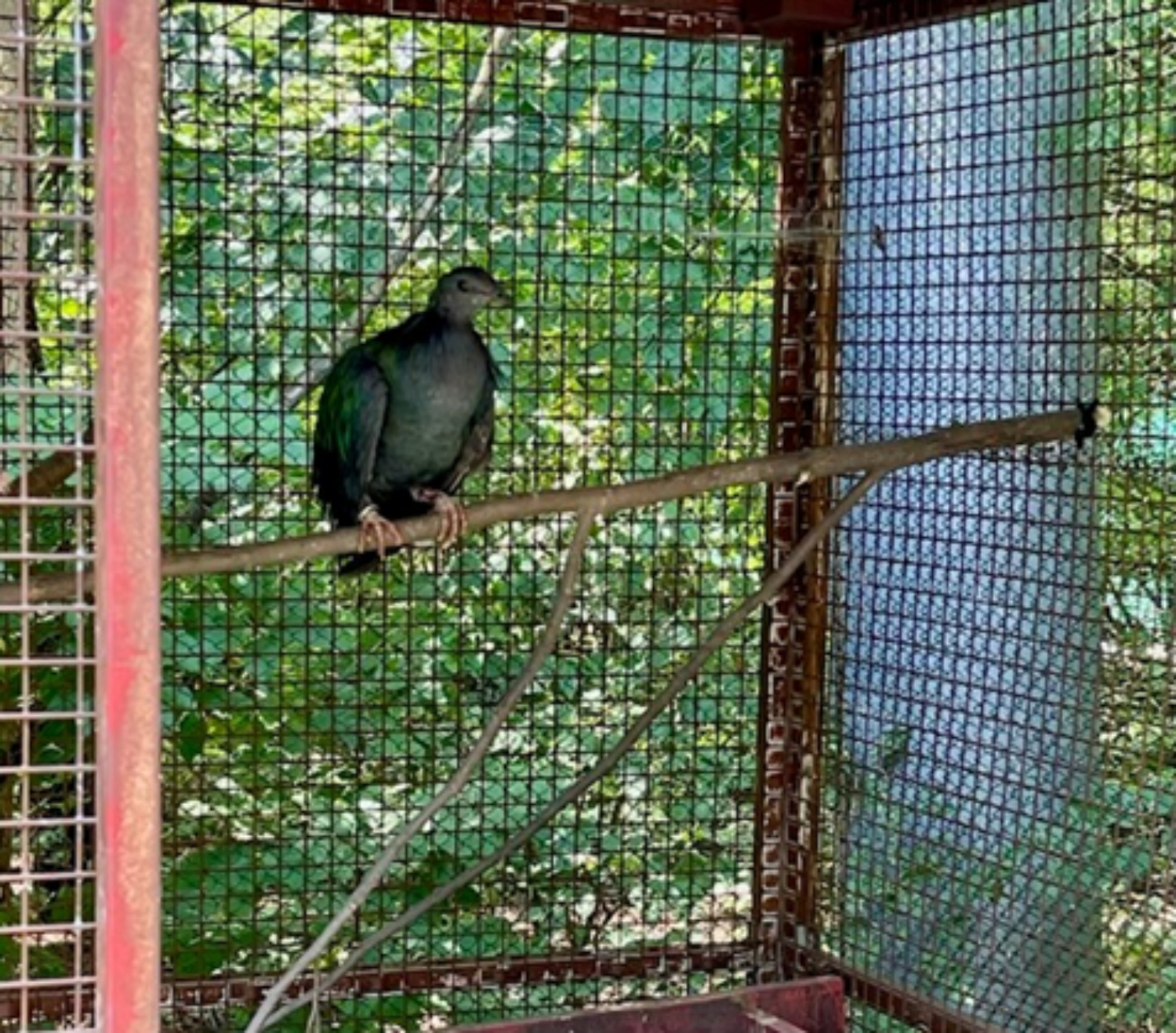 Bird in the cage catch