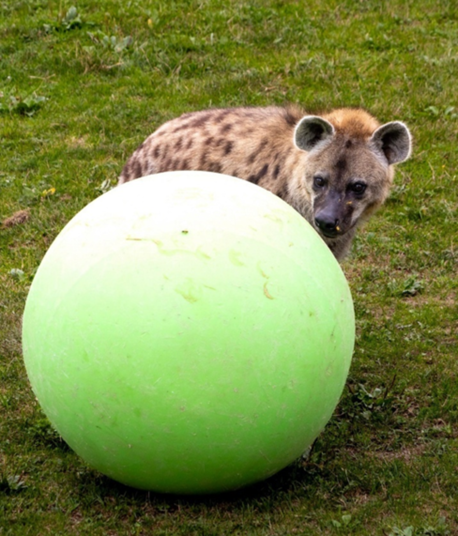 Hyena with large ball
