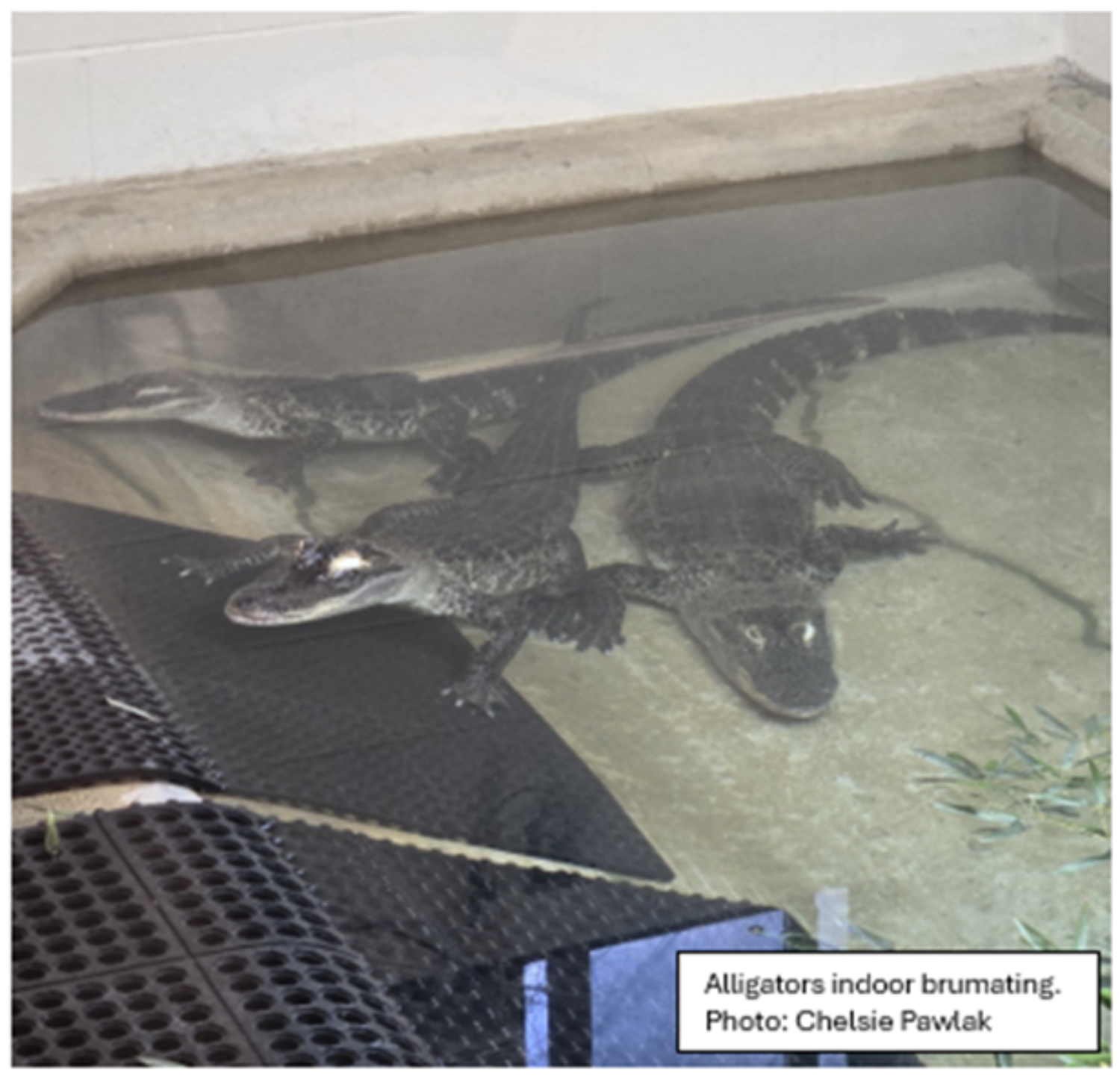 Alligators infoor bruminating
