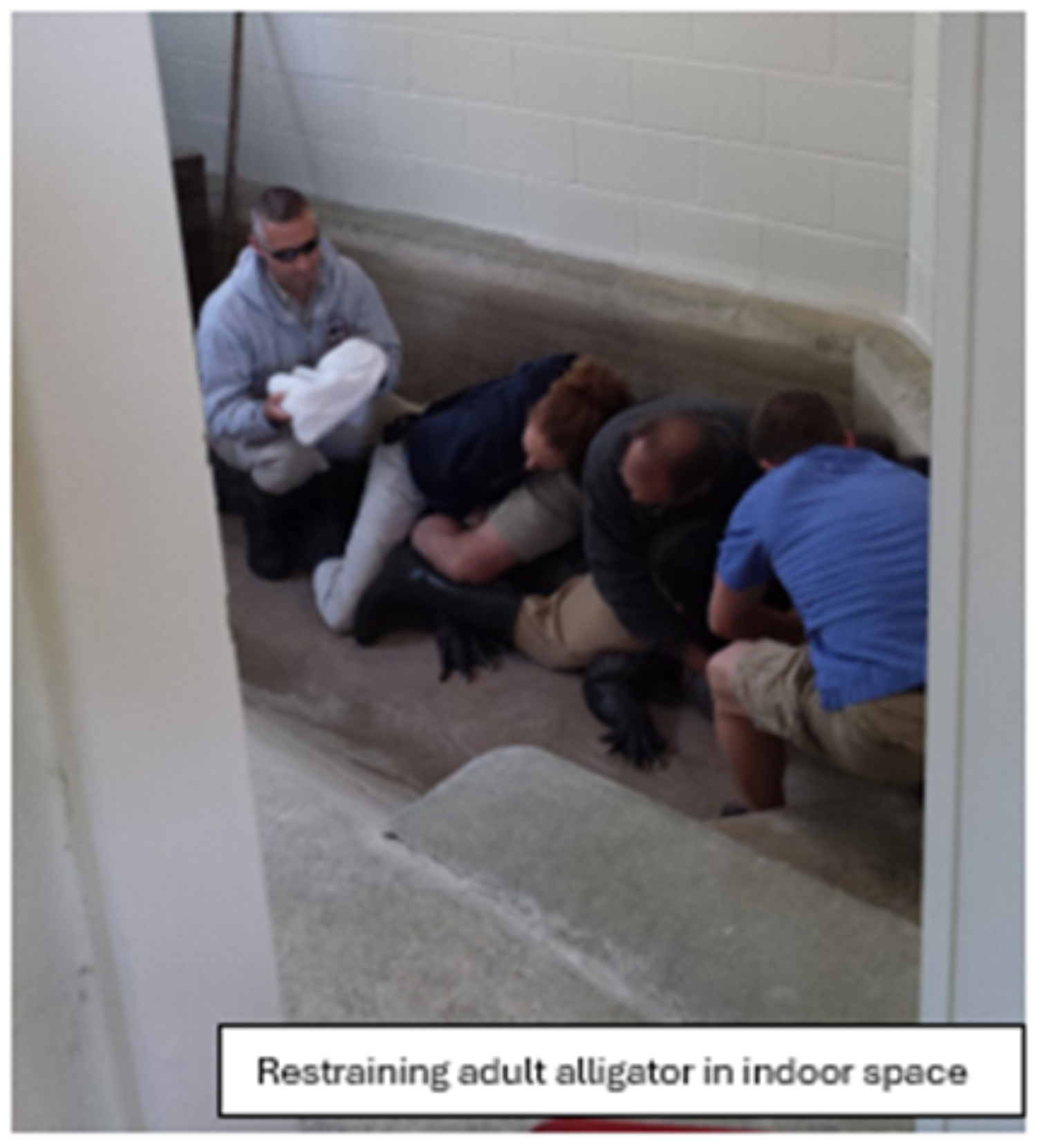 Restraining adult alligator in indoor space