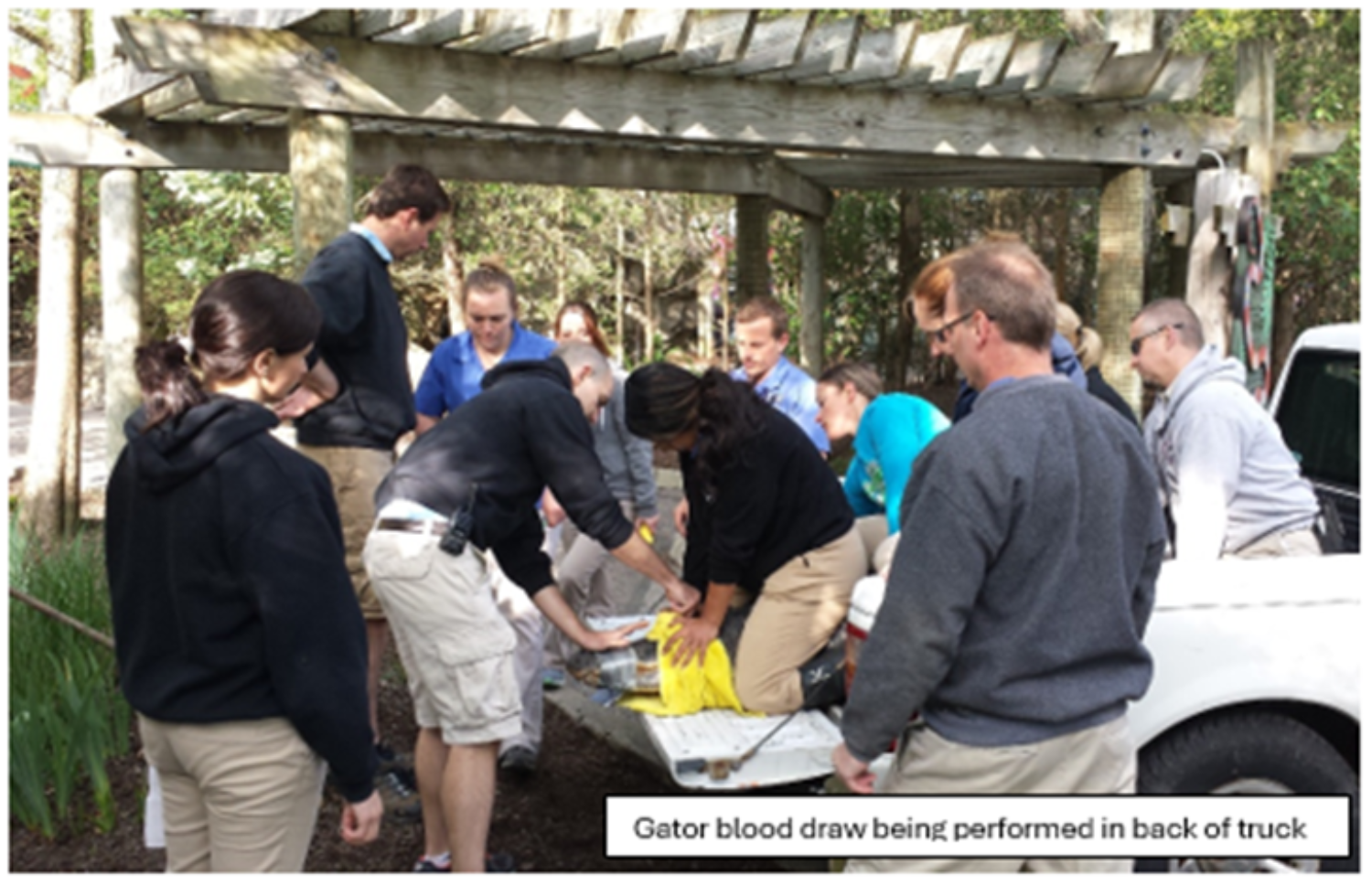 Gator blood draw being performed in back of truck