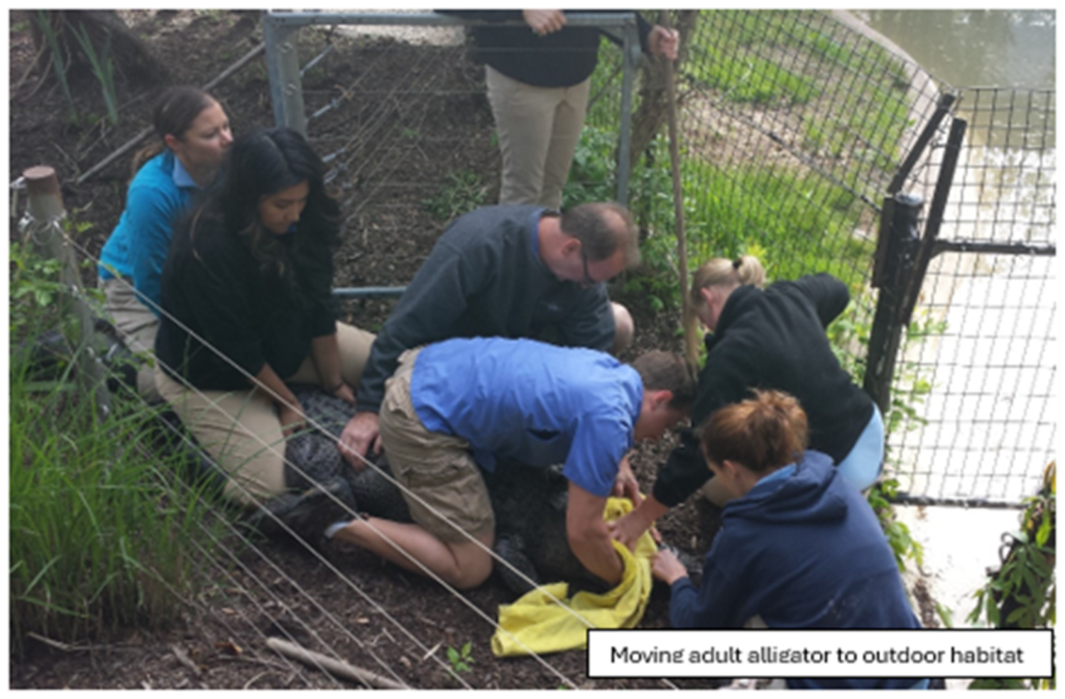 Moving adult alligator to outdoor habitat