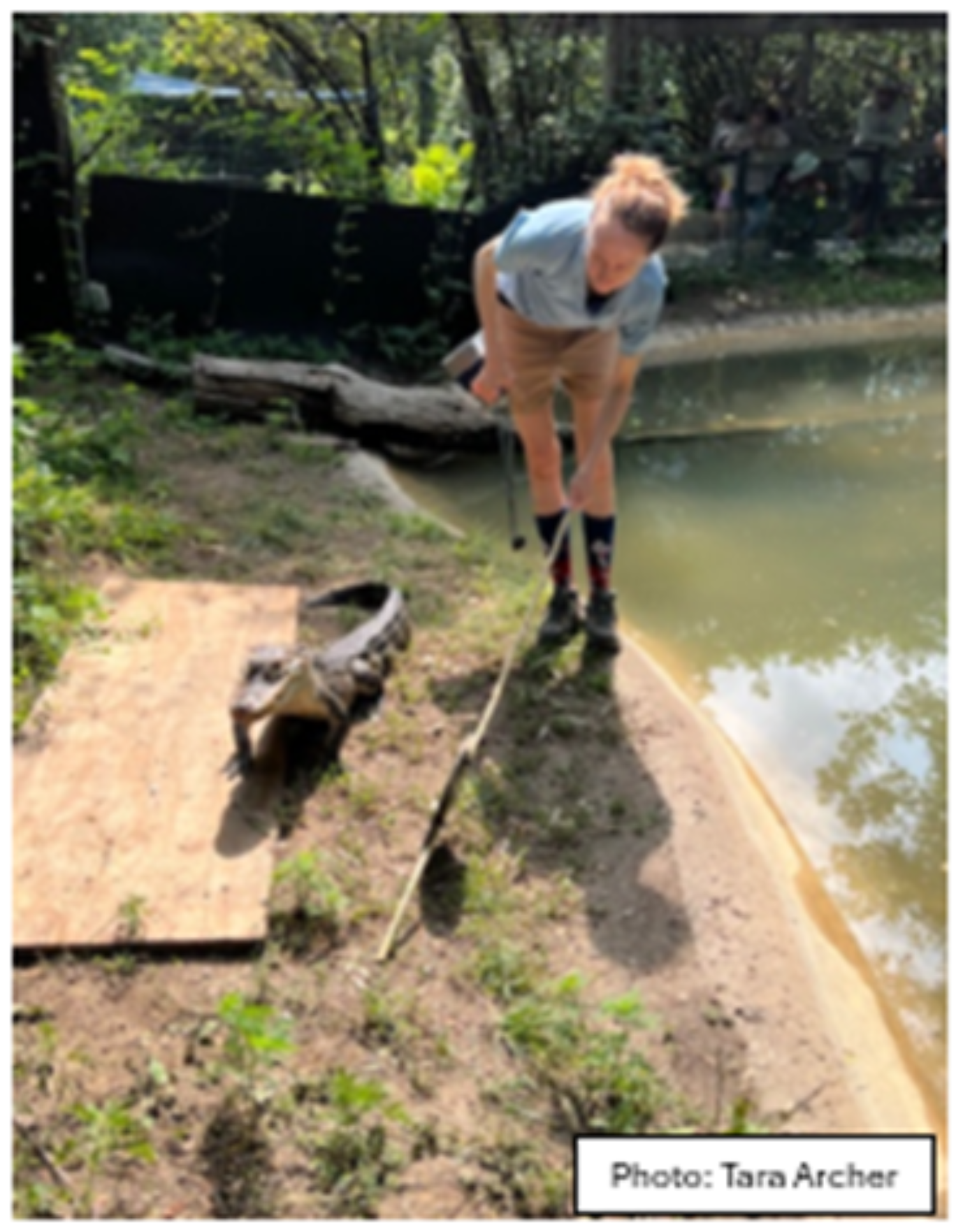 Alligator training