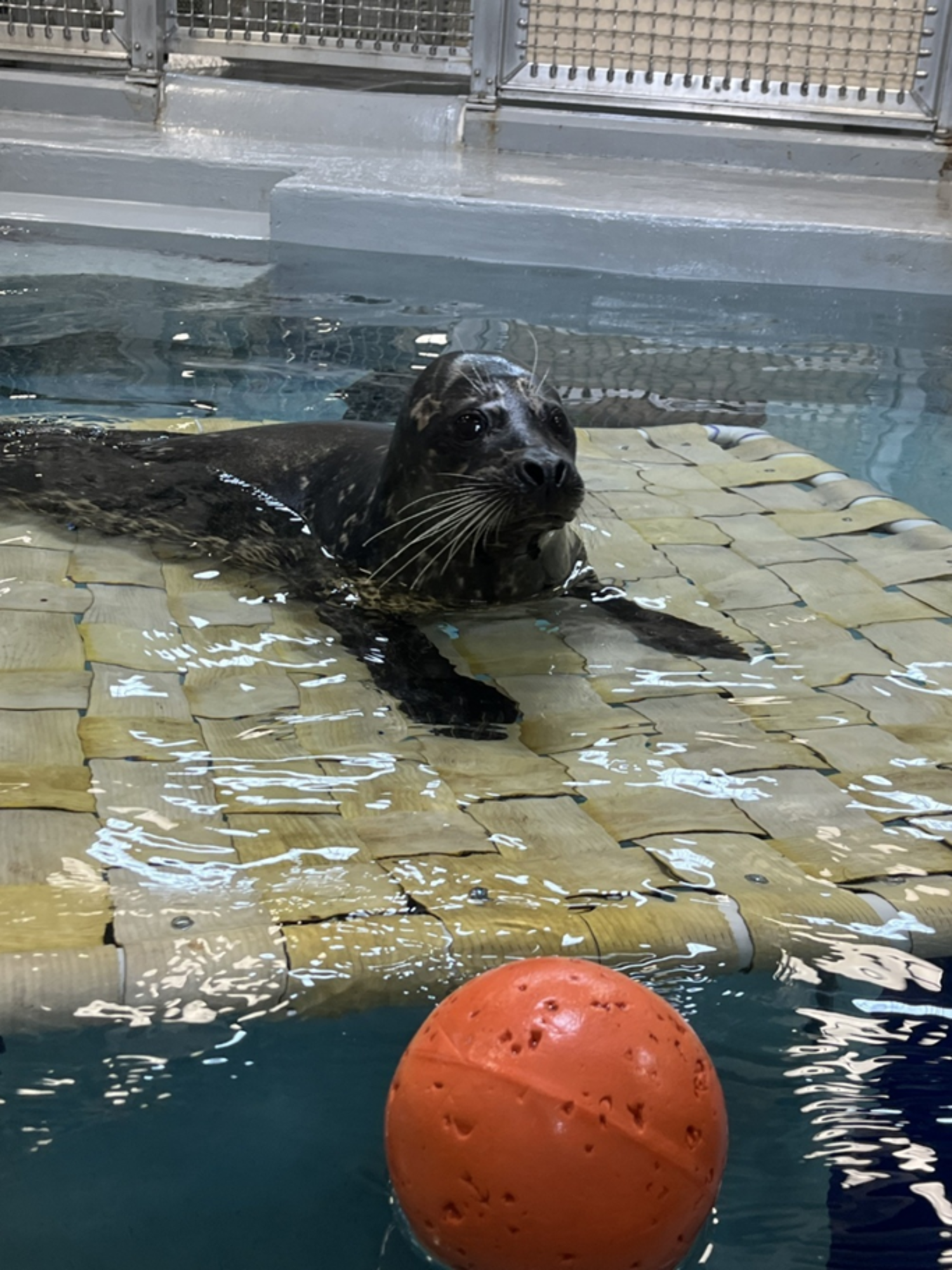 Seal using the platform "correctly"