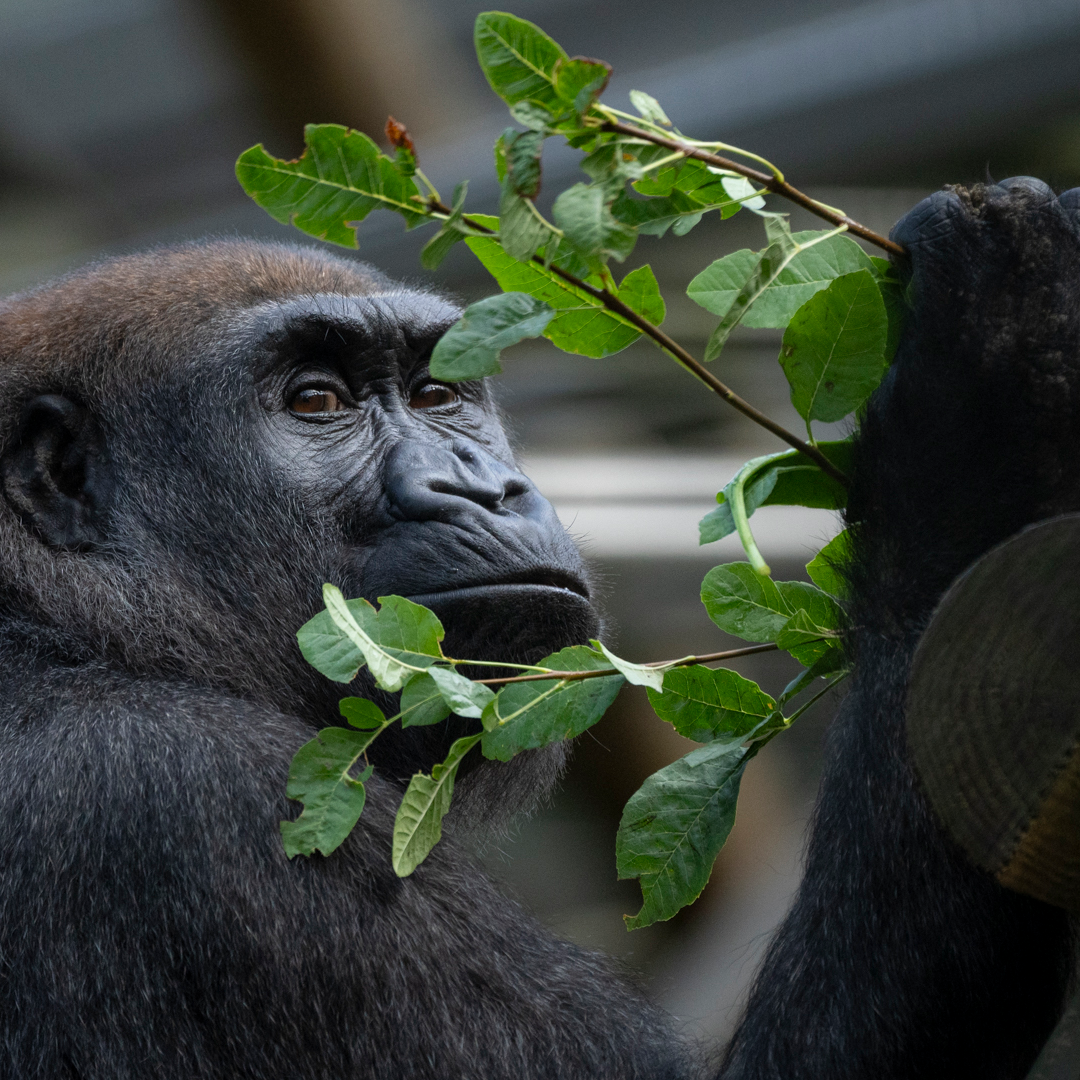 Sully, gorilla