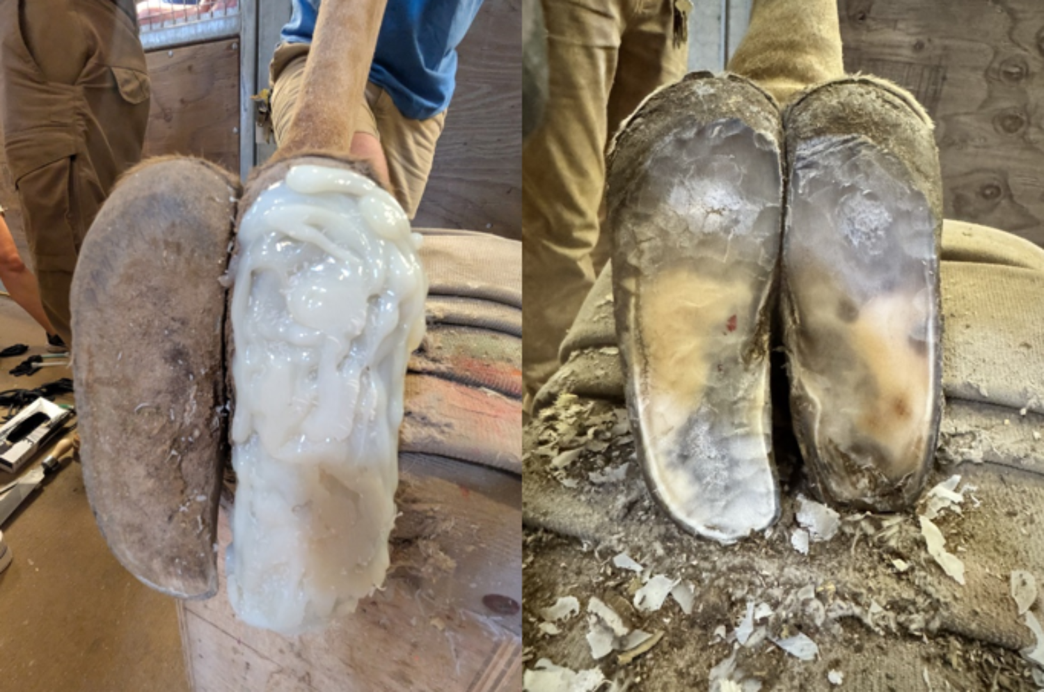Hoof image, after