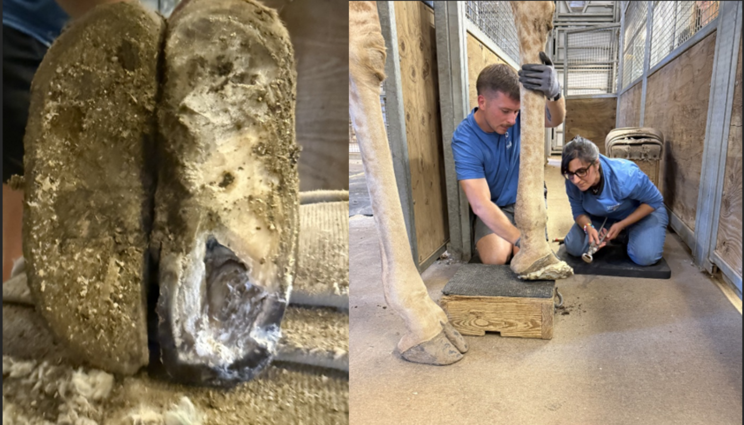 Hoof images