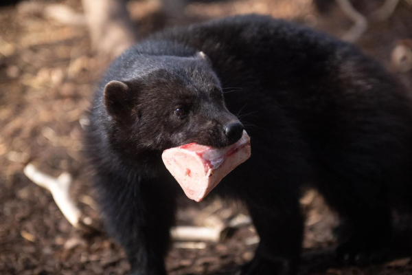 Wolverine with Bone