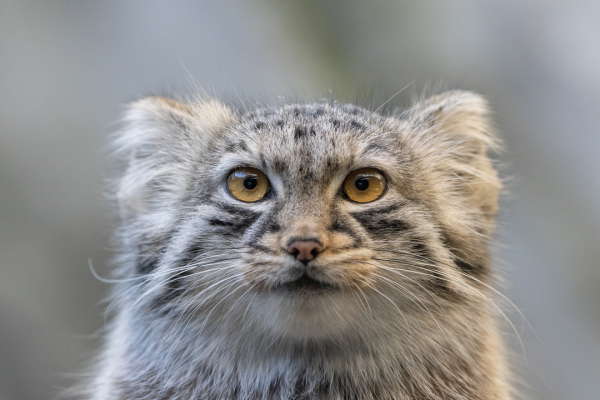 Pallas Cat