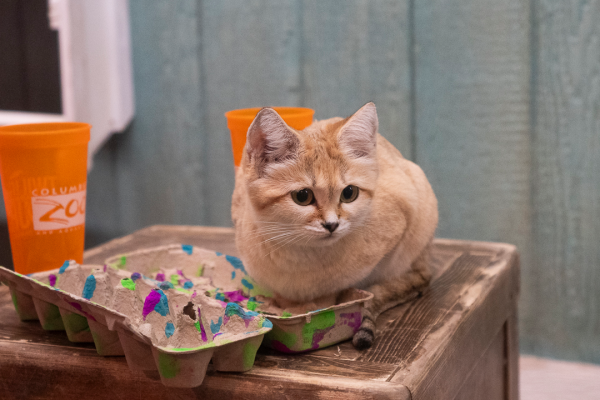 Sand cat with enrichment
